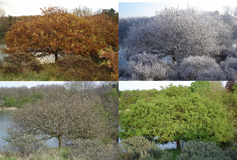collage 2-vol-3a.jpg